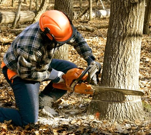 Tree Removal in New Portland, ME